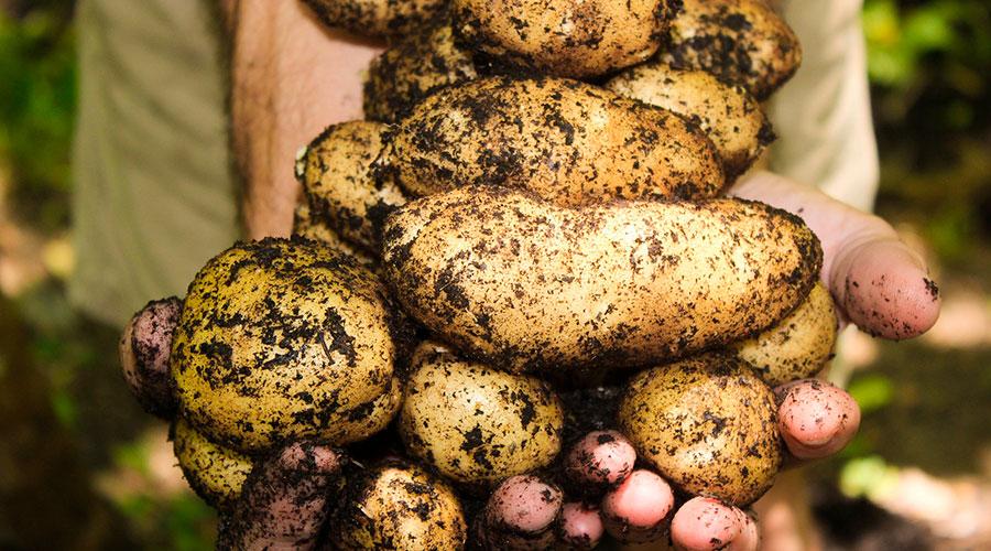 ¿Cuántos kilos de patatas podemos llegar a comer durante un año? 