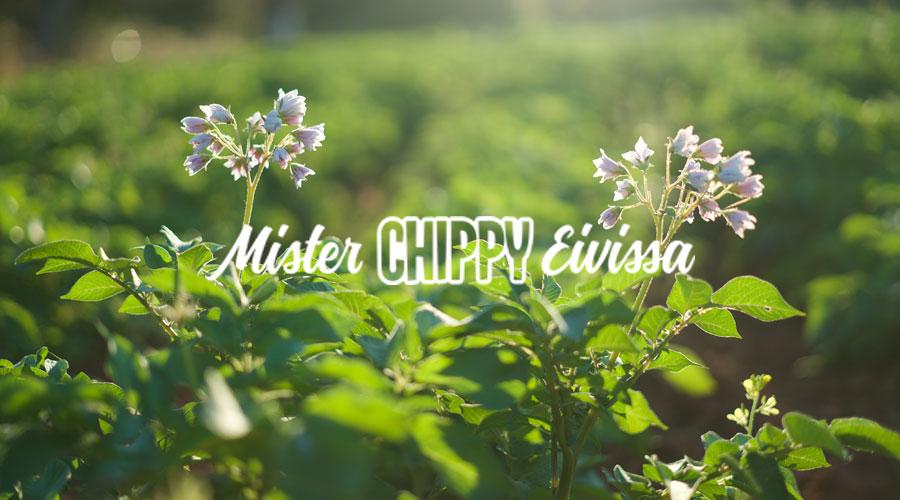 Nueva web de Mister Chippy