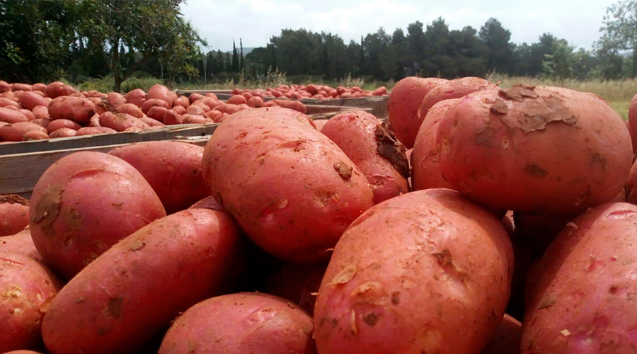 patata roja ibiza sa feixa 4